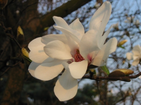 Magnolia japońska (Magnolia kobus)
