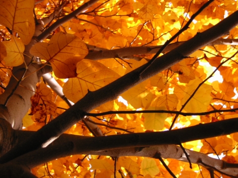 Tulipanowiec amerykański (Liriodendron tulipifera) jesień