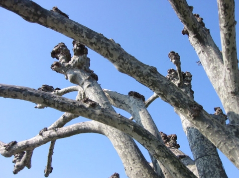 Platan klonolistny (Platanus hispanica) silnie cięty