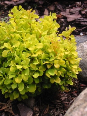 Berberys Thunberga (Berberis thunbergii) Tiny Gold