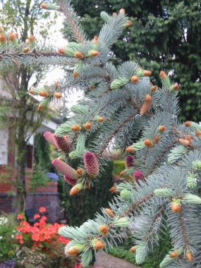 Świerk kłujący (Picea pungens) Glauca Pendula