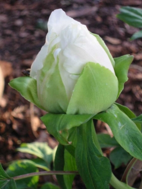 Piwonia krzewiasta (Paeonia sufruticosa)