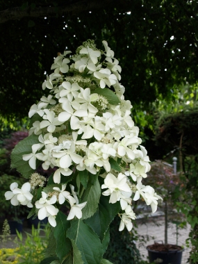 Hortensja bukietowa (Hydrangea paniculata) 