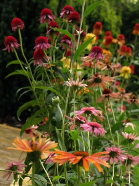 Jeżówka purpurowa (Echinacea purpurea)