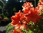 Azalia (Rhododendron mollis) 